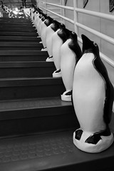 Penguins at Faces