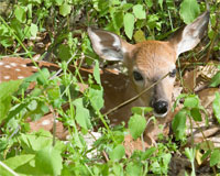 fawn